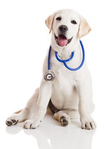 dog with stethoscope